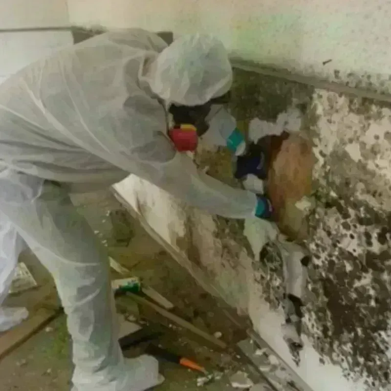 Mold Remediation and Removal in Plains, PA